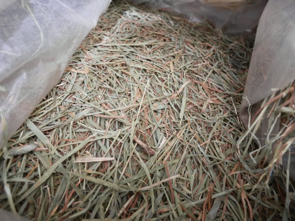 画像に alt 属性が指定されていません。ファイル名: kana-1024x768.jpg