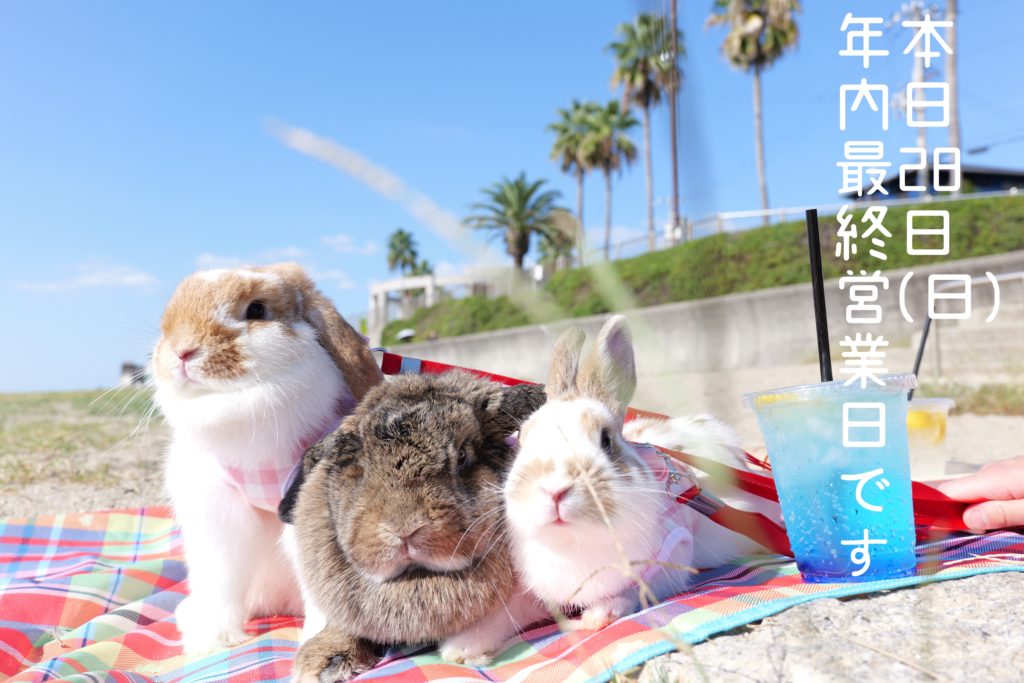 年内最終営業日です！ | うさぎ専門店とかふぇ もふのいえ
