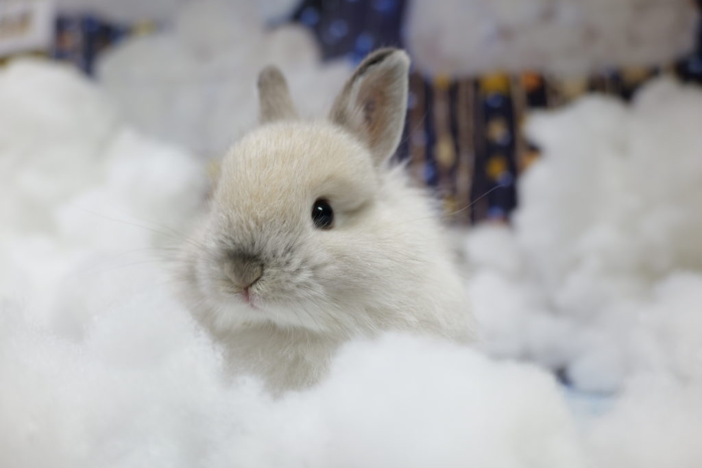 すたっふ紹介 | うさぎ専門店とかふぇ もふのいえ