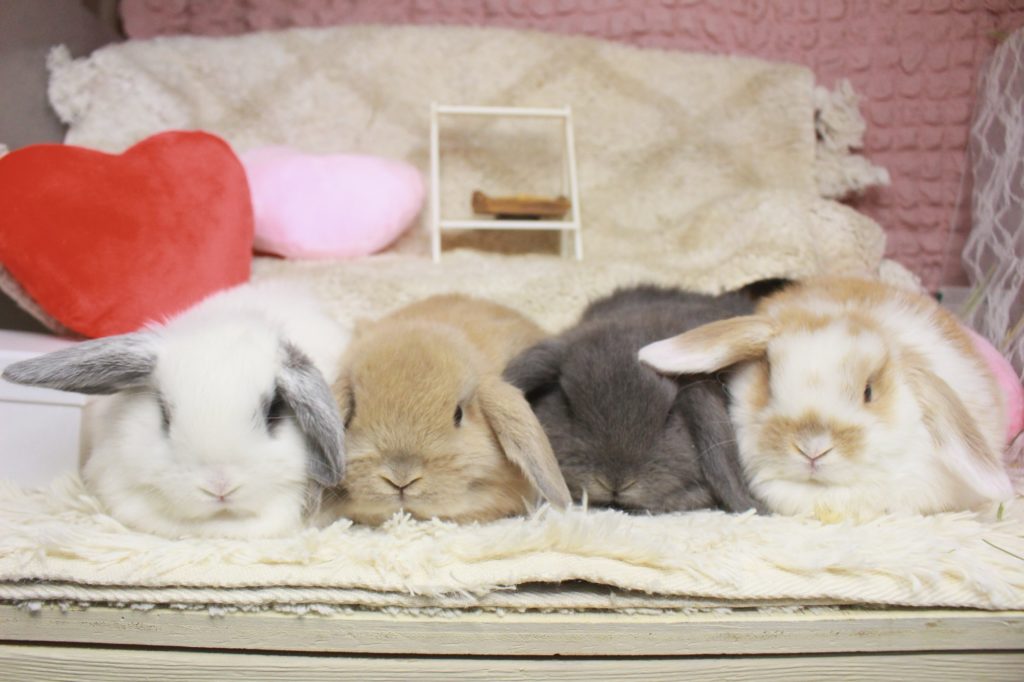 かわいいロップちゃんたち来ました♡ | うさぎ専門店とかふぇ もふのいえ
