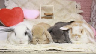かわいいロップちゃんたち来ました♡ | うさぎ専門店とかふぇ もふのいえ