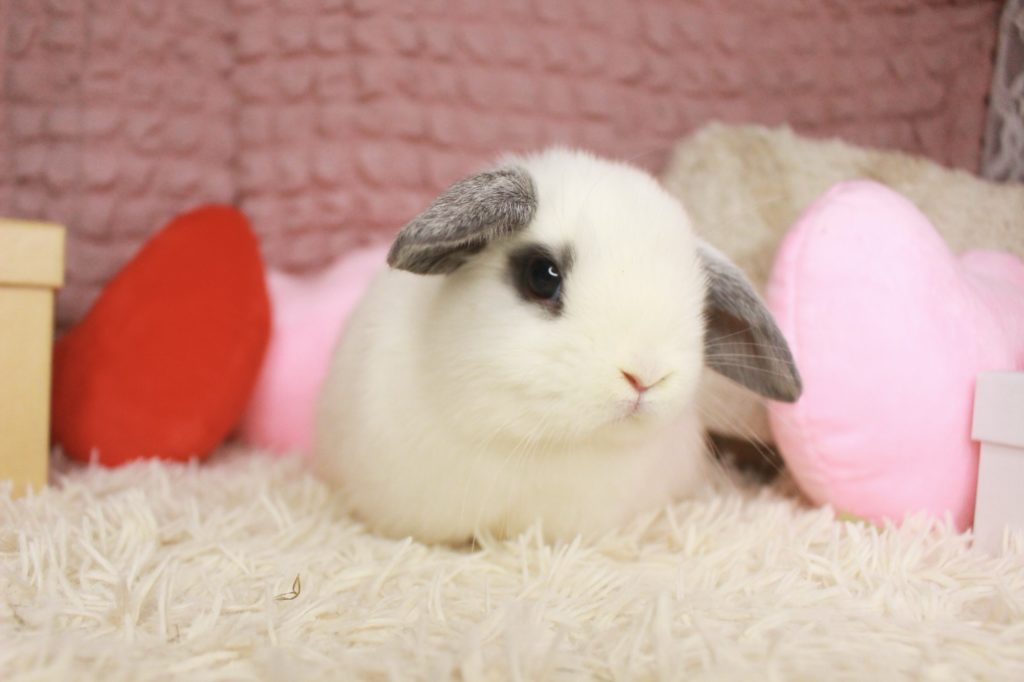 かわいいロップちゃんたち来ました♡ | うさぎ専門店とかふぇ もふのいえ