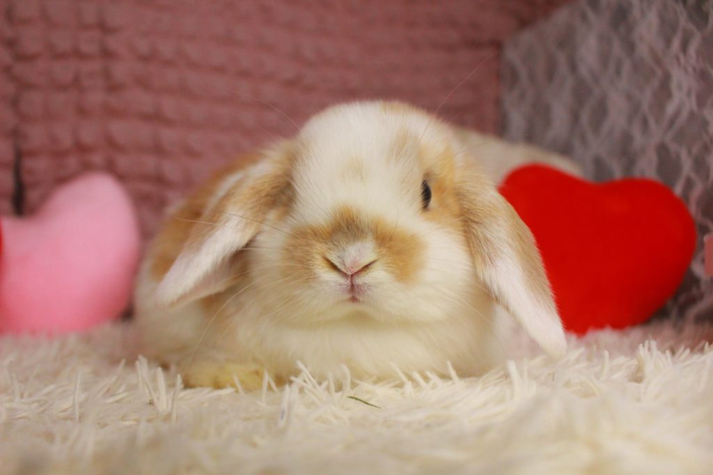 かわいいロップちゃんたち来ました♡ | うさぎ専門店とかふぇ もふのいえ