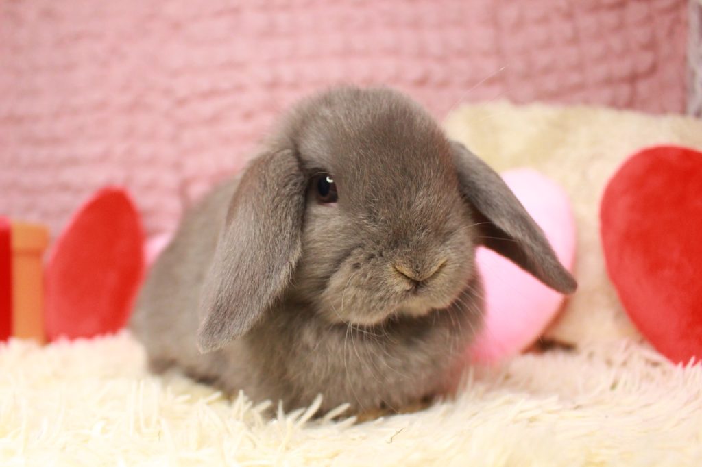 かわいいロップちゃんたち来ました♡ | うさぎ専門店とかふぇ もふのいえ