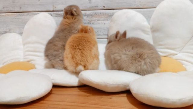 生体販売について | うさぎ専門店とかふぇ もふのいえ