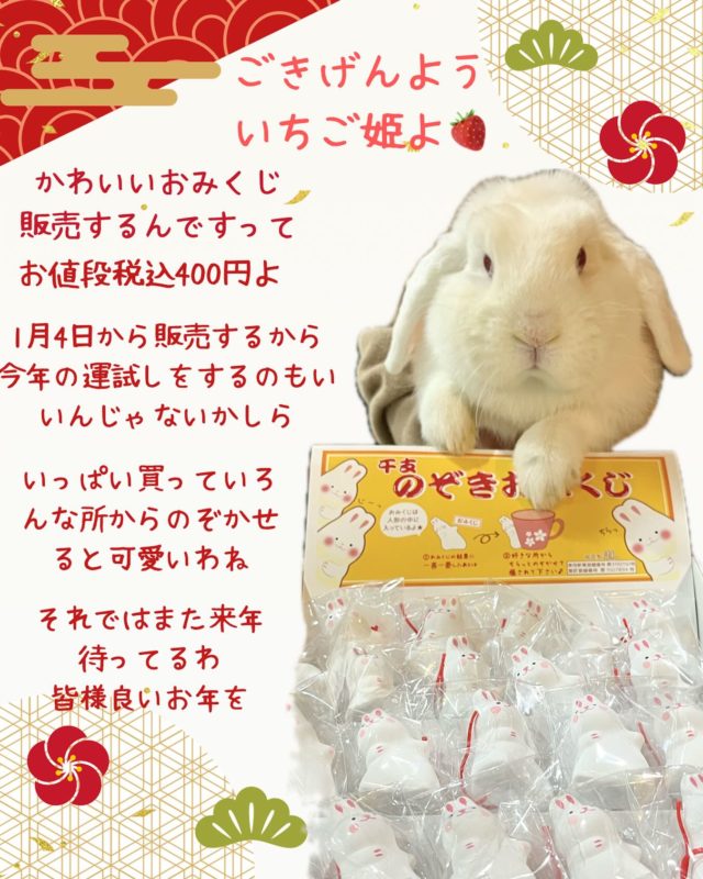 商品 | うさぎ専門店とかふぇ もふのいえ