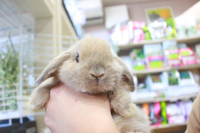 期間限定ドリンク♪ | うさぎ専門店とかふぇ もふのいえ