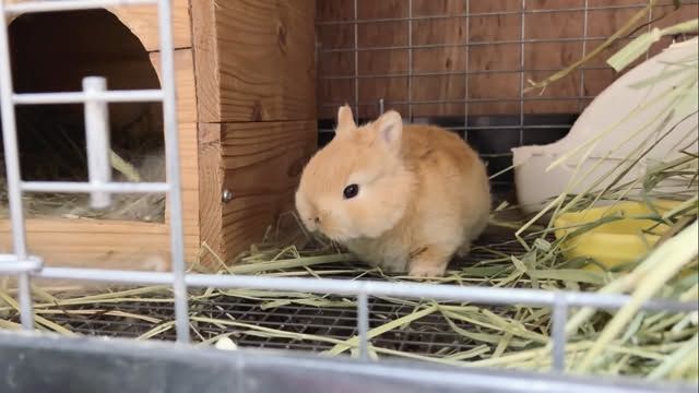 2026年1月 | うさぎ専門店とかふぇ もふのいえ