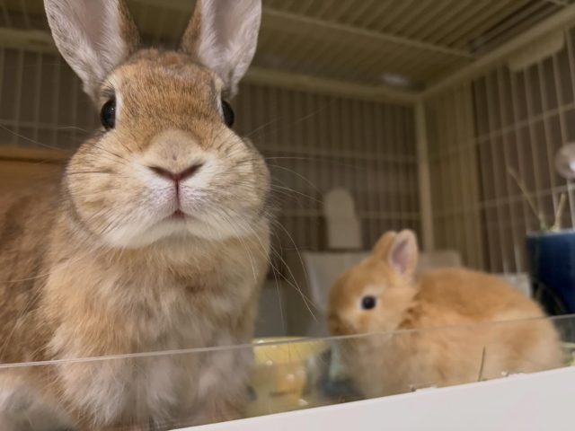 2026年1月 | うさぎ専門店とかふぇ もふのいえ